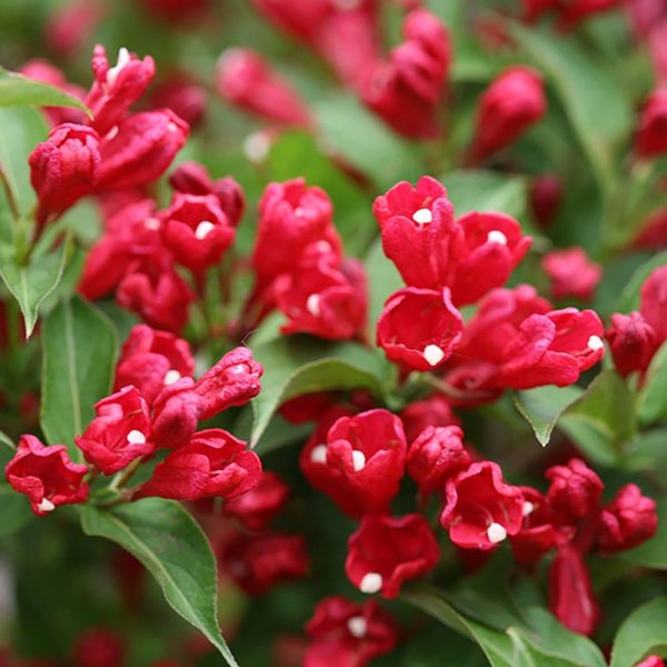 2g. PW Weigela Sonic Bloom Pink