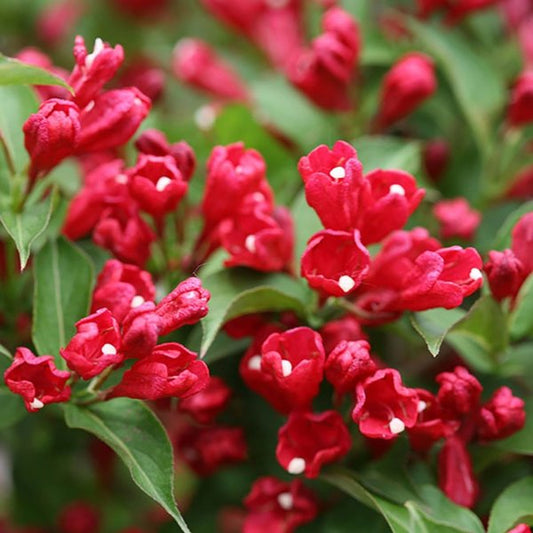2g. PW Weigela Sonic Bloom Pink