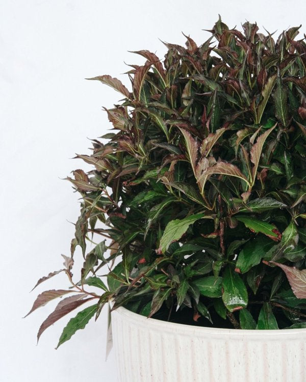 2g. PW Weigela Spilled Wine