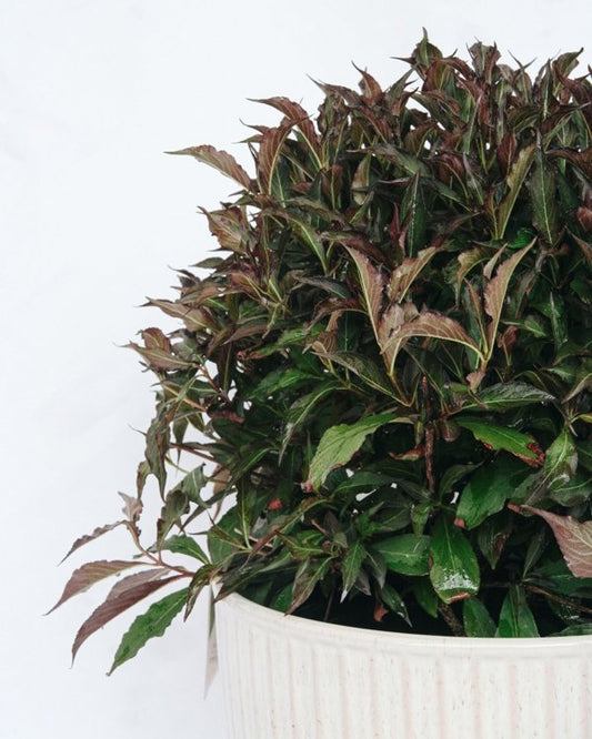 2g. PW Weigela Spilled Wine