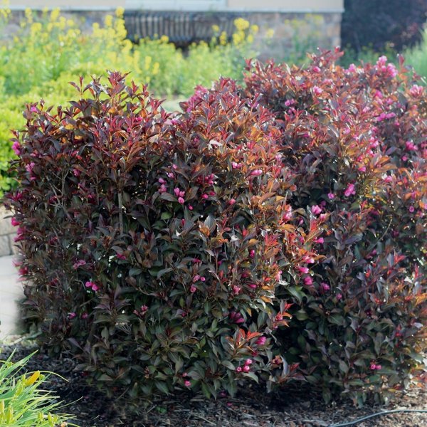 2g. PW Weigela Wine & Roses