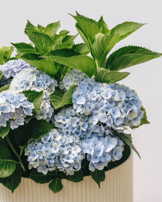 2g. Revolution Hydrangea