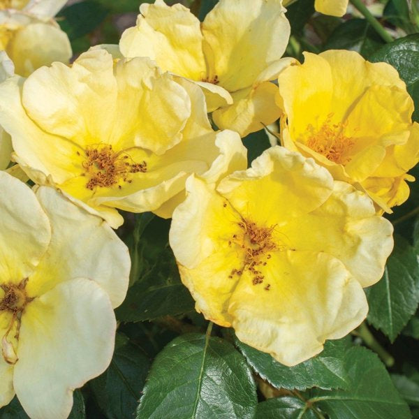 2g. Rosa Easy Bee-zy Knock Out
