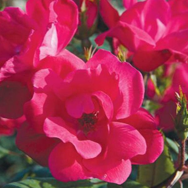 2g. Rosa Knock Out