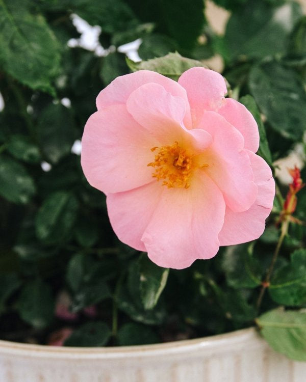 2g. Rosa Peachy Knock Out