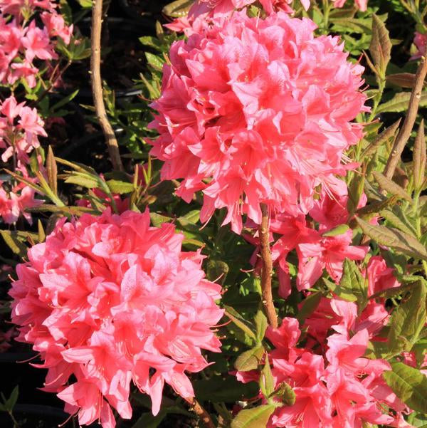 2g. Rosy Lights Azalea
