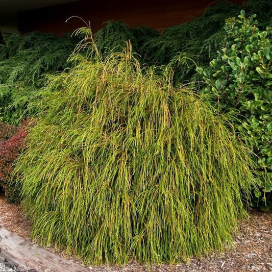 2g. Whipcord Western Red Thuja