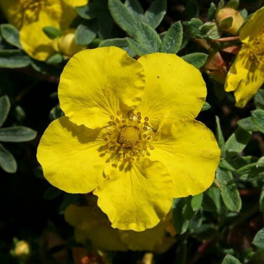 2g. Yellow Gem Potentilla