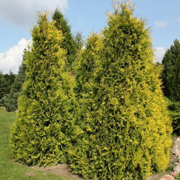 2g. Yellow Ribbon Cedar