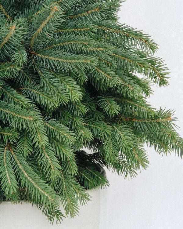 3g. Baby Blue Spruce