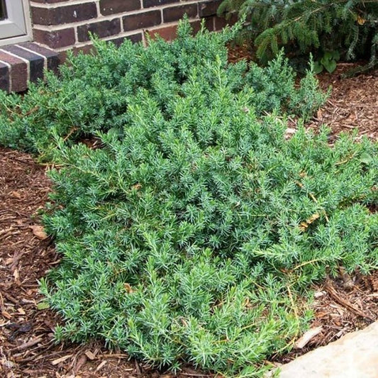 3g. Blue Pacific Juniper