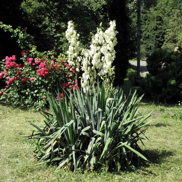 3g. Adam's Needle Yucca