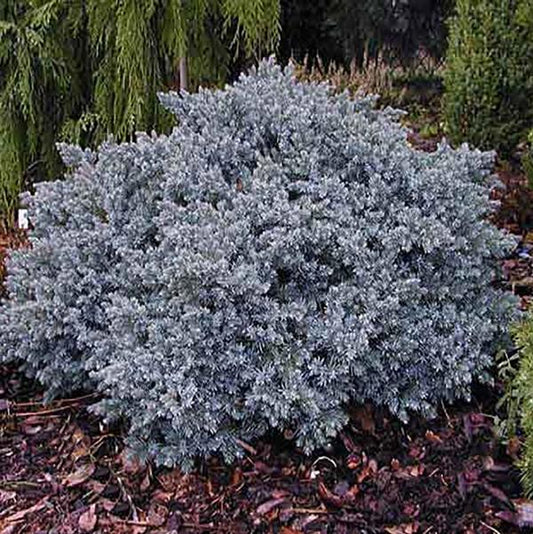 3g. Blue Star Juniper