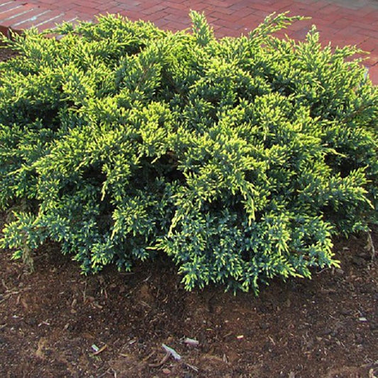 3g. Dream Joy Juniper