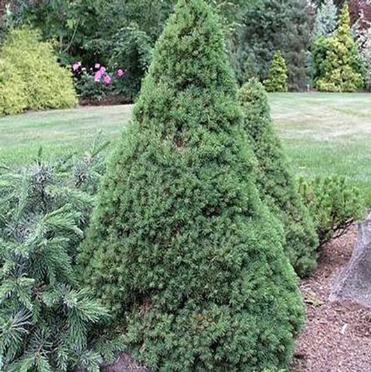 3g. Dwarf Alberta Spruce