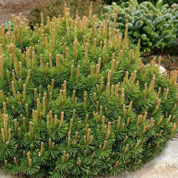3g. Dwarf Mugo Pine