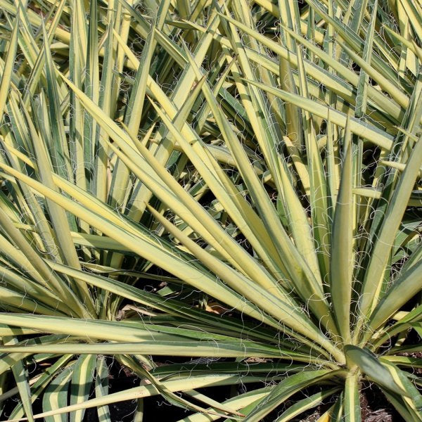 3g. Color Guard Yucca