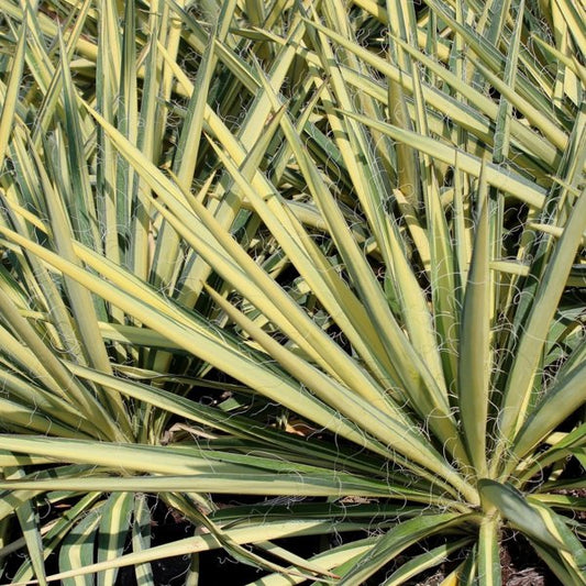 3g. Color Guard Yucca