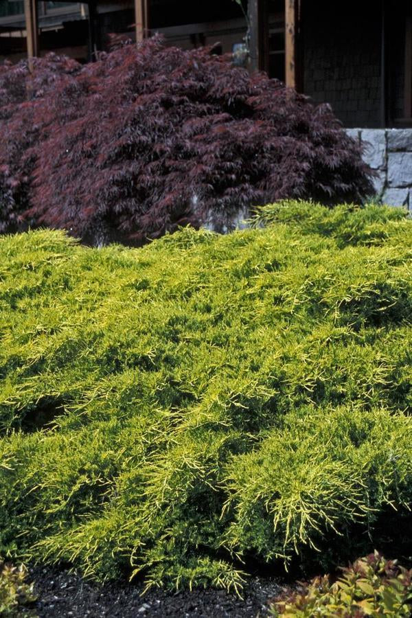 3g. Gold Coast Juniper
