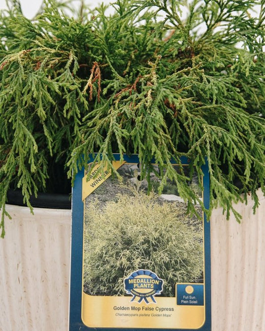 3g. Golden Mop False Cypress