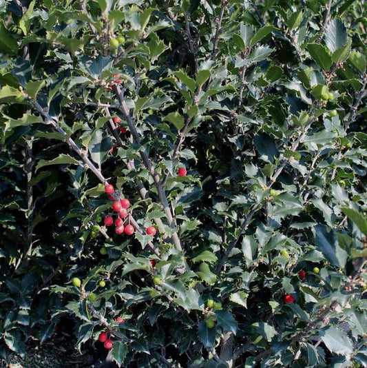 3g. Jack & Jill Holly