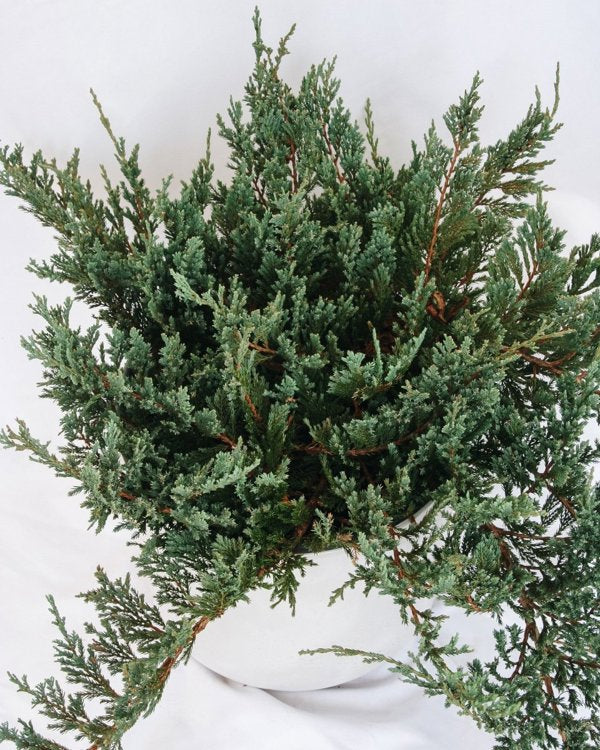 3g. Monber Icee Blue Juniper