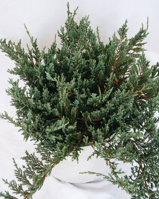 3g. Monber Icee Blue Juniper