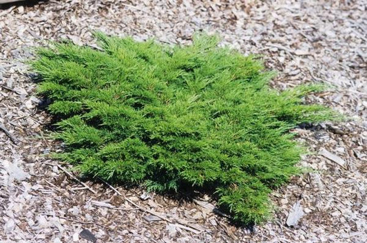 3g. Monna Calgary Carpet Juniper