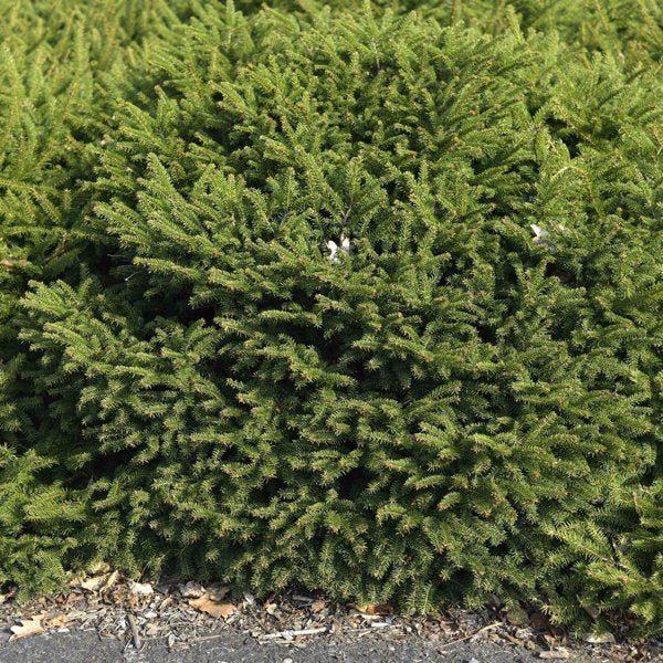 3g. Nidiformis Nest Spruce