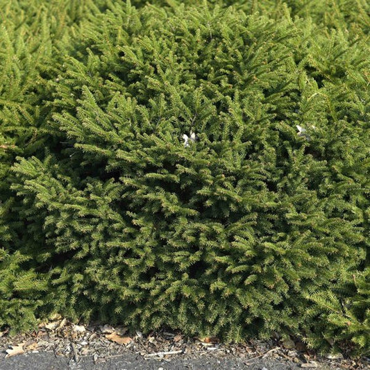 3g. Nidiformis Nest Spruce