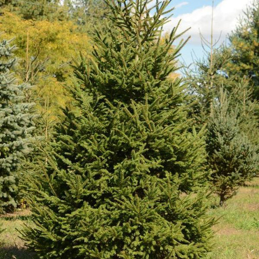 3g. Norway Spruce