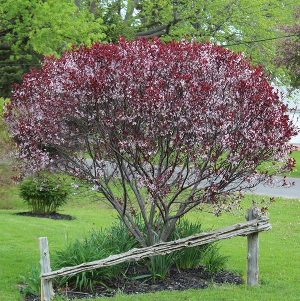 3g. Purpleleaf Sandcherry
