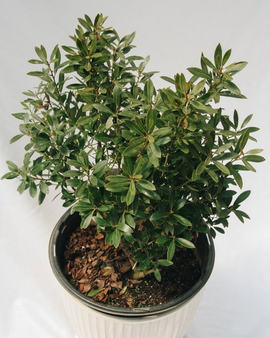 3g. Shamrock Inkberry