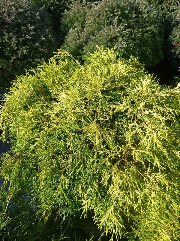 3g. Sungold False Cypress