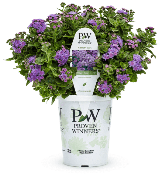 4 Inch Ageratum Artist Blue