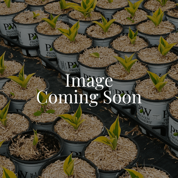 Alba Sea Thrift - 11cm Pot