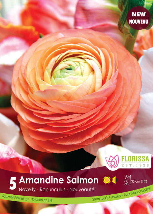 Amandine Salmon Ranunculus 5 Bulbs