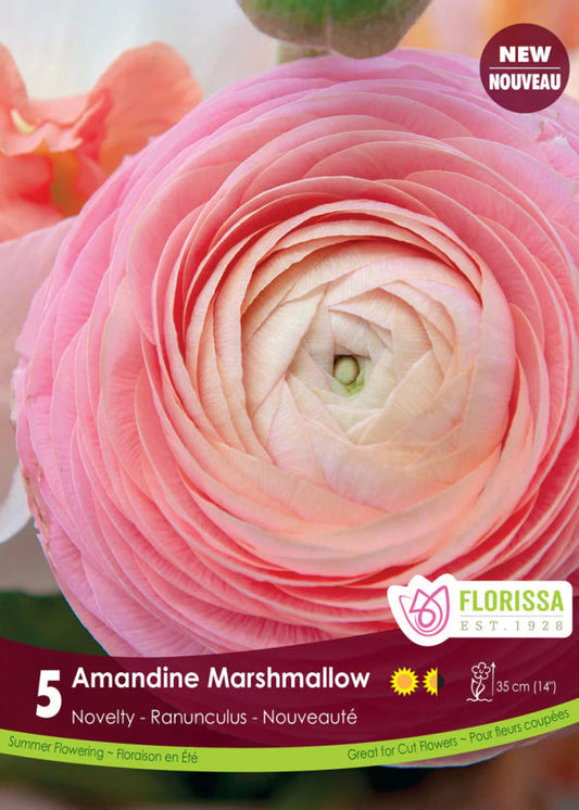Amandine Marshmallow Ranunculus 5 Bulbs