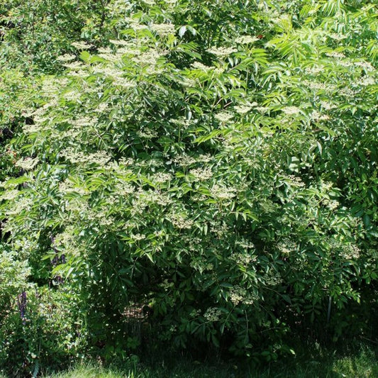 2g American Elderberry