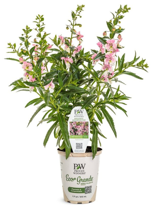 4 Inch Angelface Wedgwood Pink Summer Snapdragon