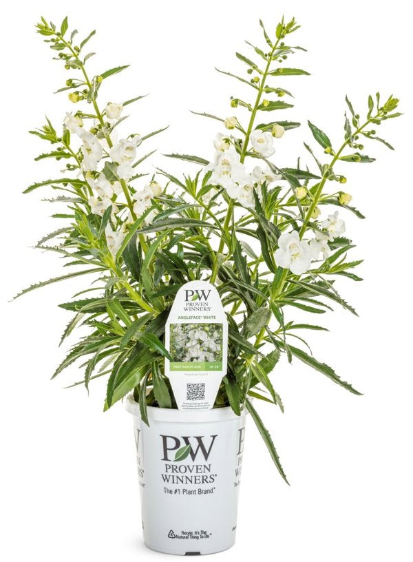 4 Inch Angelface White Summer Snapdragon