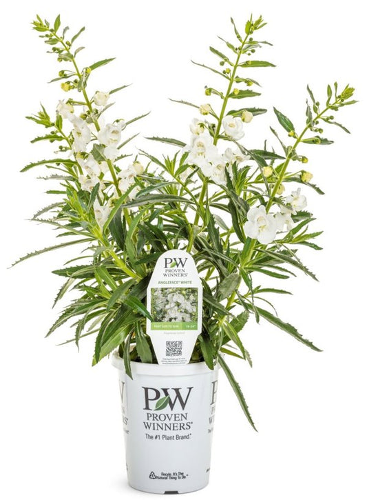 4 Inch Angelface White Summer Snapdragon