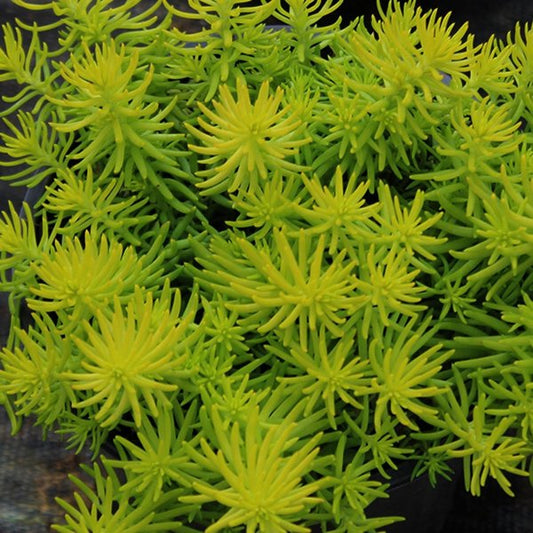 1g Angelina Stonecrop