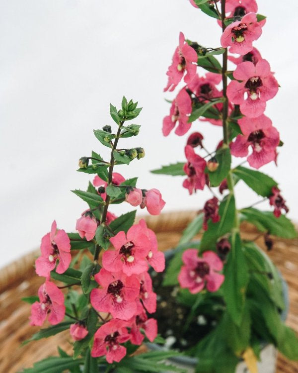 4 Inch Angelonia Angelface Perfectly Pink