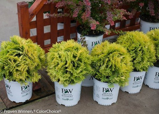 1 Quart Anna's Magic Ball  Arborvitae