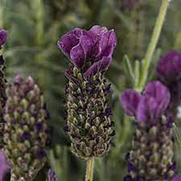 2g Anouk Spanish Lavender (Standard)