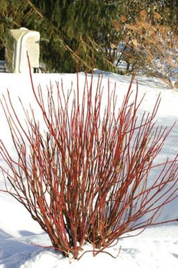 1 Quart Arctic Fire Red  Red Osier Dogwood