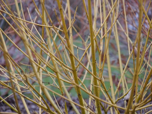 1 Quart Arctic Fire Yellow Red Osier Dogwood