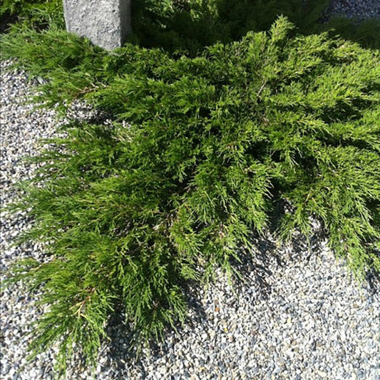 3g Arcadia Savin Juniper