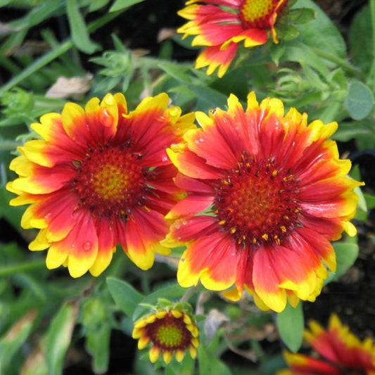 1g Arizona Sun Blanket Flower